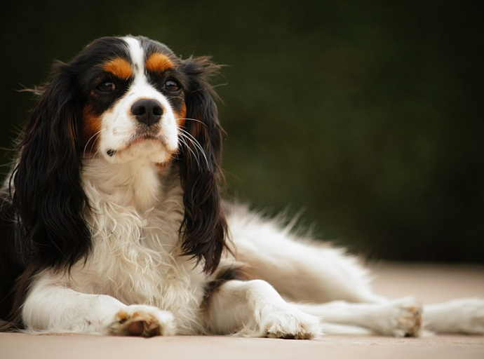 Miosite, la malattia dei muscoli masticatori del cane. Alcune razze sono più a rischio di altre